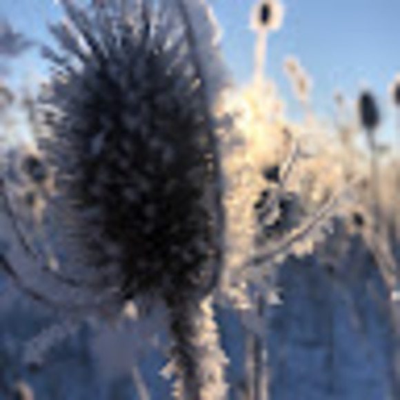 Meet your Posher, Cheyenne - Picture 1 of 1